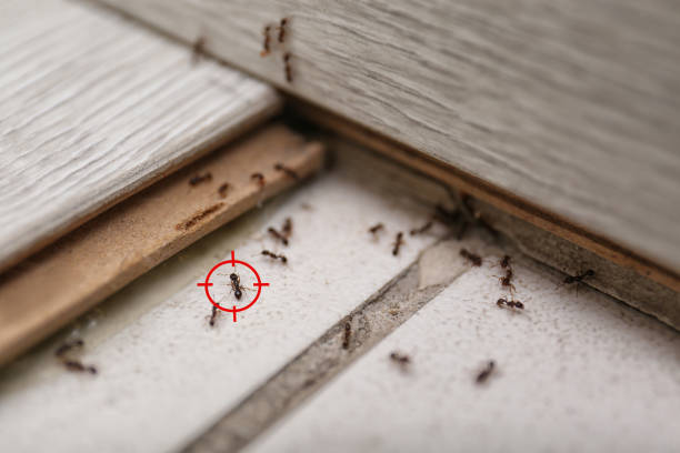 Best Emergency Pest Control  in East Lansing, MI